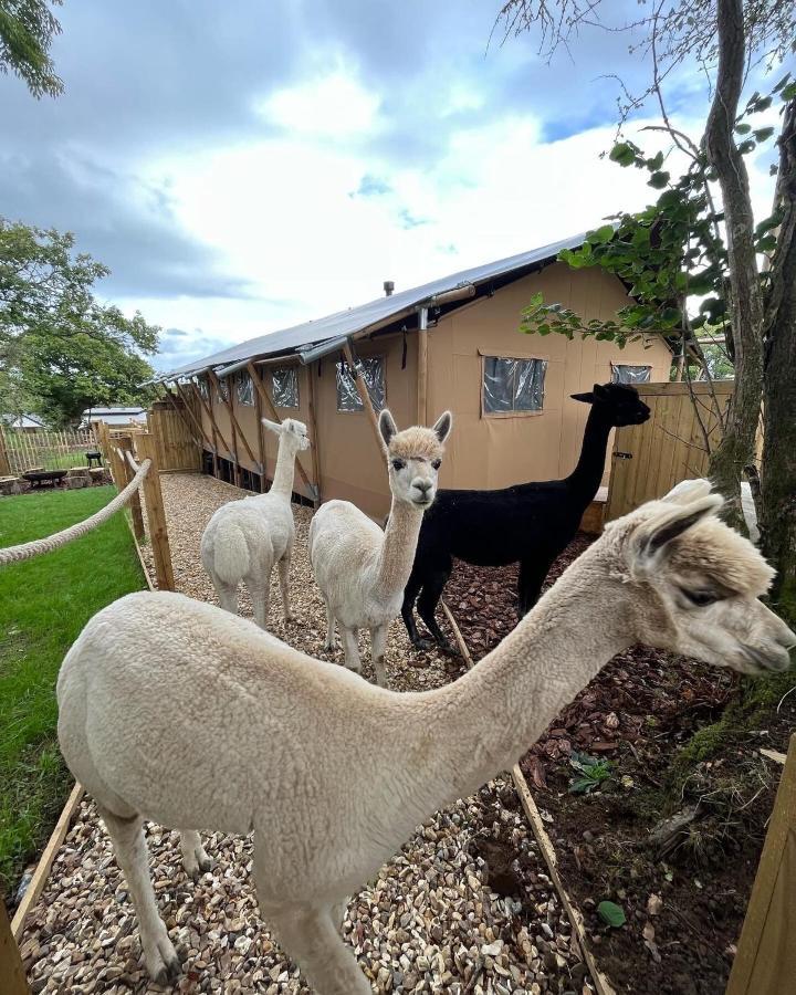 Aladdin Safari Tent Tenby Eksteriør bilde